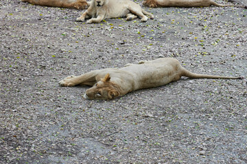 Fototapeta premium Lion lying on rock in forest
