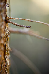 spooky fir tree twig macro closeup in autumn with blurred bokeh background