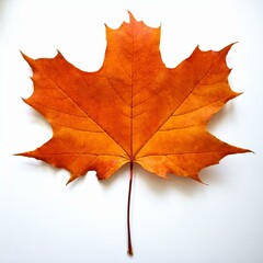 Obraz premium autumn maple leaf