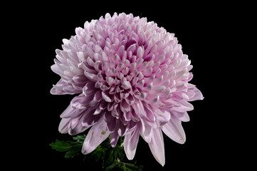 Pink chrysanthemum Rossano dark on a black background