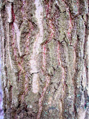 Tree bark, oak. Background