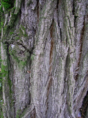 Obraz premium Tree bark, acacia. Background