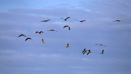 Fototapeta premium A flock of cranes flies across the cloudy sky. Common crane or Eurasian crane (Grus grus).