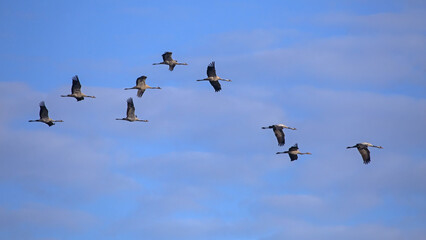 A flock of cranes flies across the cloudy sky. Common crane or Eurasian crane (Grus grus).