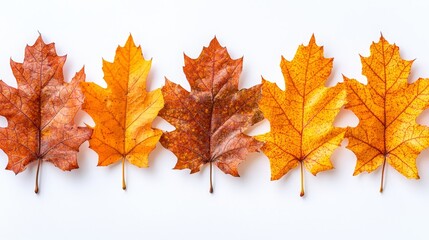 Fototapeta premium A row of autumn leaves on a white surface