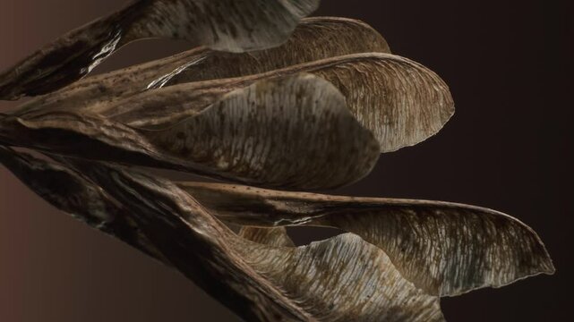 Acer negundo seeds. Complex surface texture. Macro shot. Vertical video.