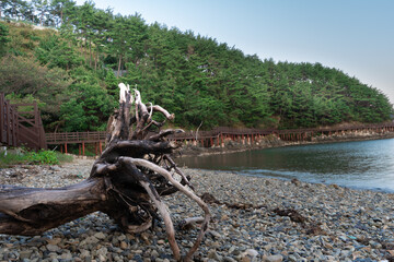 A big tree route floated on the shore of the rivere