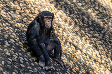 The Chimpanzees in the Zoo