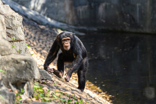 The Chimpanzees in the Zoo