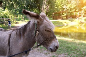 Obraz premium Close-up of a curious donkey peeking through a wooden fence on a sunny day. Ideal for themes of rural life, farm animals, and nature.