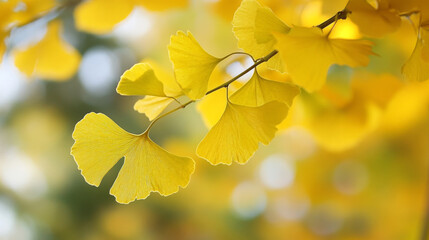 Obraz premium Golden Ginkgo Leaves Autumn Fall Leaves Yellow 