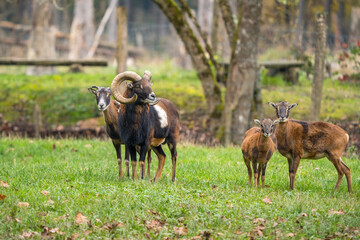 Mufflonherde auf einer Wiese