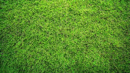Obraz premium a close up of a lush green grass field with a black background, providing a vivid contrast between the vibrant green of the grass and the darkness of the background