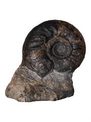 fossil of ammonite in the stone on white, isolated