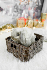 Christmas concept. Black water rabbit in a basket under the Christmas tree in a home interior. Symbol of the year 2023.