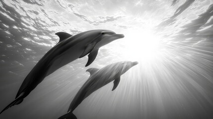 Fototapeta premium two dolphins swimming in the ocean with the sun shining brightly in the background The image is in black and white, giving it a timeless and classic feel