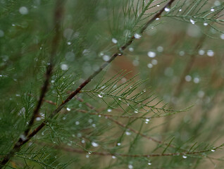 The raindrops on tree branch
