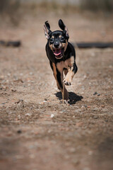 puppy dog running