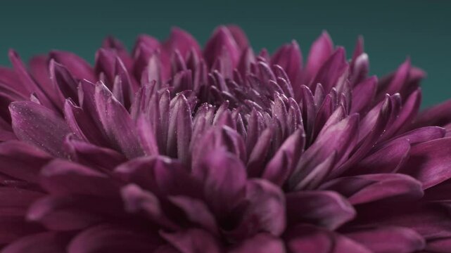 Intermediate incurve chrysanthemum. Internal structure of flower. Macro shot.