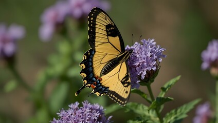 Obraz premium Tiger swallowtail butterfly on a purple flower.
