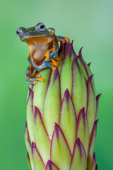 The green flying frog, small flying tree frog, Reinwardti's frog, Reinwardti's flying frog,...