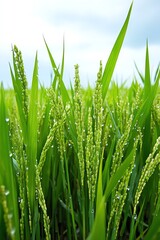 Fototapeta premium Vibrant green rice plants glistening with dew under a cloudy sky, showcasing nature's beauty and agricultural vitality.