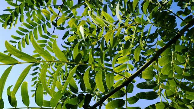 Green fresh Tipu tree leaves moving agains blue sky with sunlight beams. Natural ecology high quality 4K concept footage. Conceptual footage of spring, summer and health.