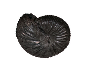 fossil of ammonite in the stone on white, isolated
