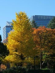 色づいた日比谷公園のイチョウ