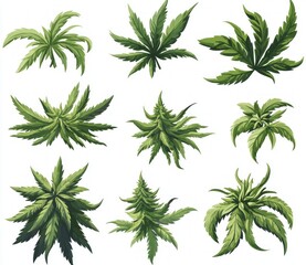 Top view of various cannabis plants.