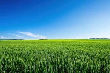 Obraz premium Vast green field under a bright blue sky with trees and distant hills
