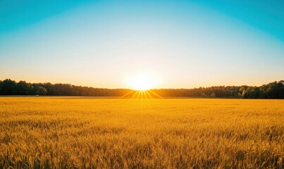 Golden wheat field at sunset with bright sun rays and a clear sky