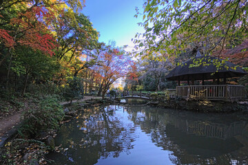 Fototapeta premium 紅葉と大池