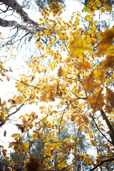 Close up of yellow oak leaves on tree branches in the forest.