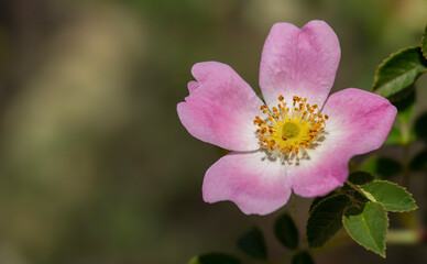 Fototapeta premium Close-up of a common wild rose (Rosa woodsii) near Haarlem, Western Cape.