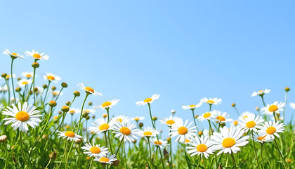 Abstract spring and summer background banner.  Sunny flower meadow with daisies with a white accent, png