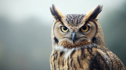 Fototapeta premium Close-up of an Owl