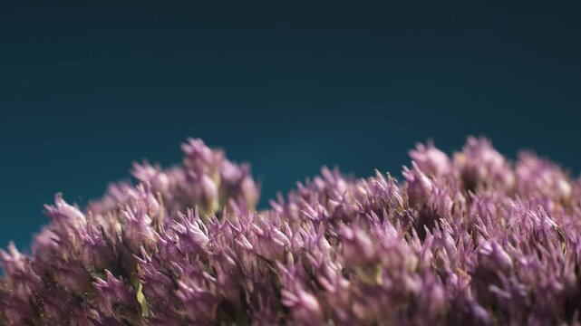 Flowering orpine - Hylotelephium telephium, stonecrop family. Macro shot.