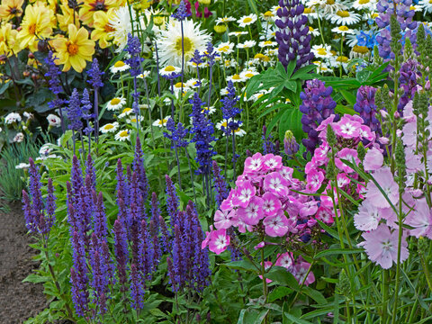 Colourful flower border in a cottage garden