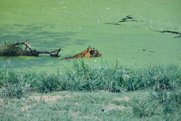 Tiger floating in swamp
