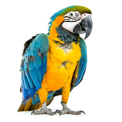 a parrot isolated on white background.
