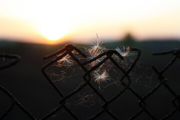 a spider web is hanging from a chain link fence