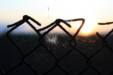 a spider web is hanging from a chain link fence