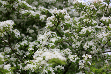 Summer Bloom: Nature Flourishing Beyond the City