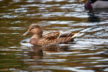 Weibliche Stockente schwimmt im schnellen Wasser