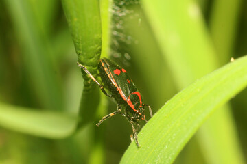 Fototapeta premium Summer Bloom: Nature Flourishing Beyond the City