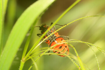 Summer Bloom: Nature Flourishing Beyond the City