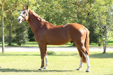 Beautiful brown colored stallion showing skills at rural animal farm on horse survey show