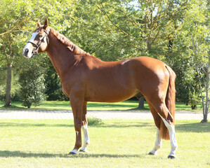 Beautiful brown colored stallion showing skills at rural animal farm on horse survey show