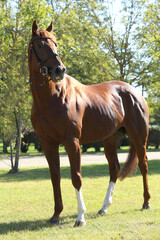 Beautiful brown colored stallion showing skills at rural animal farm on horse survey show